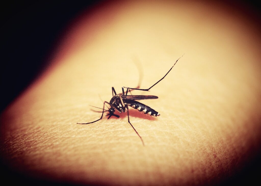 mosquitoe, mosquito, malaria-1548975.jpg